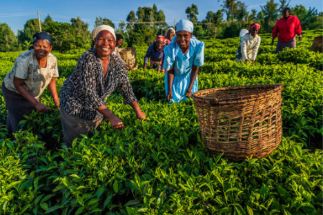 Tea plantation Kenya